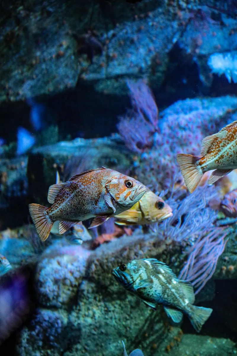 62 183A9240 Edited 12